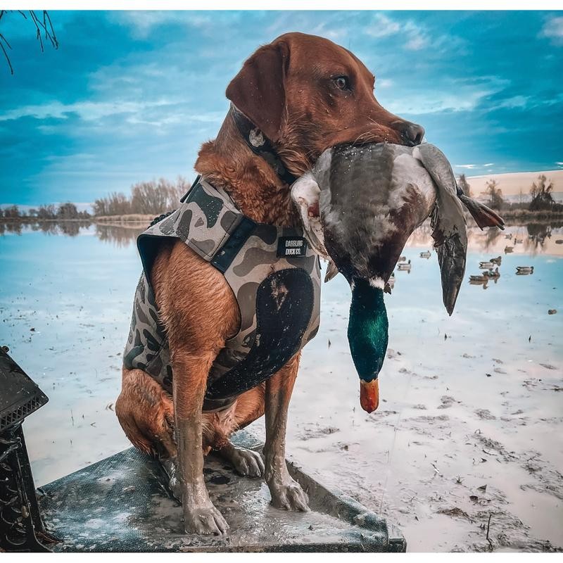 Adjustable Dog Vest - Size: Large / Extra Large