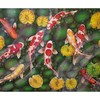 CafePress Koi Fish Cool Throw Blanket Super Soft Fleece Plush