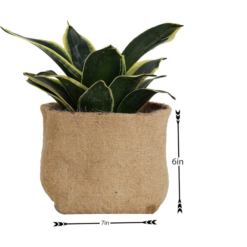 Biodegradable Grow Pot Nursery Pots - Growing Plants - Flowers