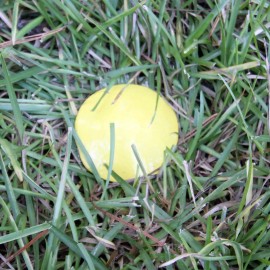 Low Profile Survey Stake - Hi-VIS YELLOW - 4 Pack