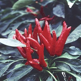 Pepper Seeds - Hot - Japanese - Santaka - 500 Mg Packet ~100 Seeds - Non-GMO, Heirloom - Asian Garden Vegetable