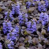 Perennial Farm Marketplace Ajuga r. 'Black Scallop' (Bugle Weed) Live