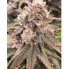 Mammoth P Microbes Organic INTERNATIONAL*
