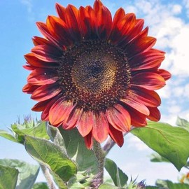 UtopiaSeeds Red Sunflower Seeds - Attracts Butterflies and Hummingbirds