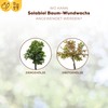 Solabiol Tree Wound Wax, Ready-to-Use Wound Fastener for Fruit Trees