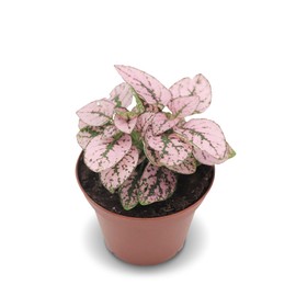California Tropicals Pink Polka Dot Plant Live Tropical Houseplant - 2.5 Inch Real Indoor Plant with Easy Care for Home, Office, or Garden - Unique Leaf Design, Cool Interior Decor