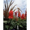 RAISE ME UP: Seeds Red Lark Larkspur Giant Delphinium Annual