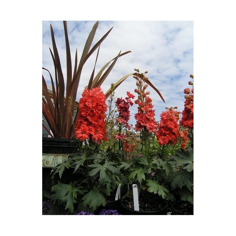 RAISE ME UP: Seeds Red Lark Larkspur Giant Delphinium Annual