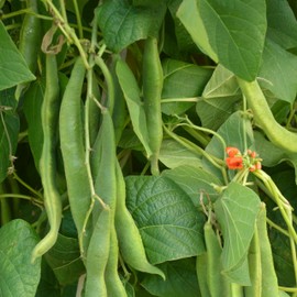 Premier Seeds Direct PREMIER SEEDS DIRECT - Runner Bean - Scarlet Emperor - 70 GRAM ~ Approx 70 Finest Seeds