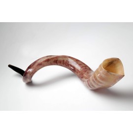New Shofarot Israel Kosher Yemenite Kudo kudu Shofar Size 27"-29" full Polish With Free Olive shofar Bag