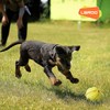 LaRoo Dog Toy, Sounding Toy, Chew Toy, Natural Lava Toothpaste,
