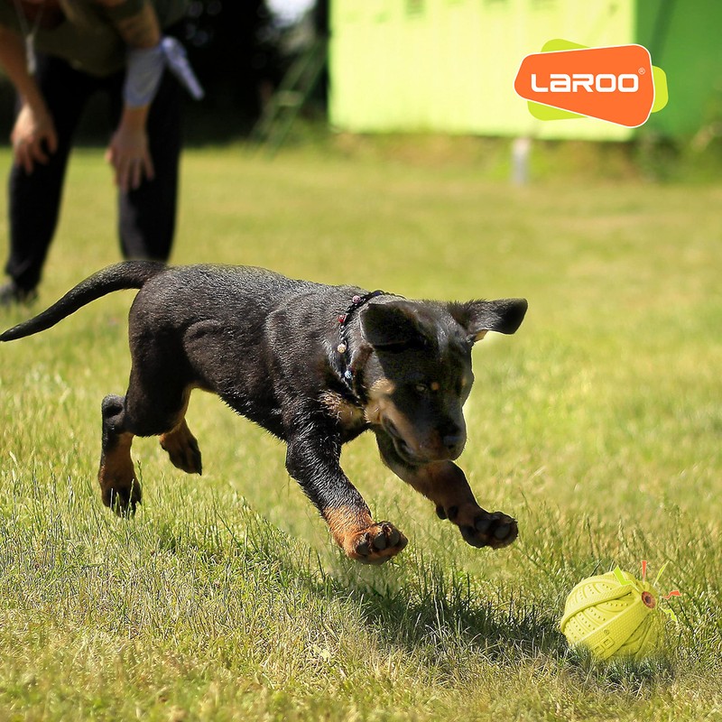 LaRoo Dog Toy, Sounding Toy, Chew Toy, Natural Lava Toothpaste,