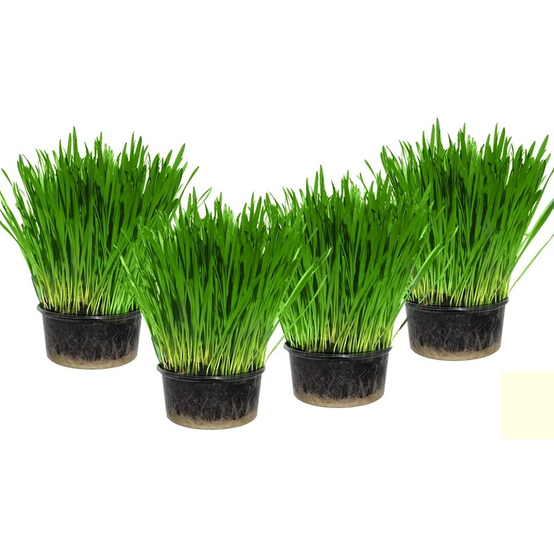 Seeds4planting - Seeds Cat Grass Complex Vitamin Non GMO Heirloom