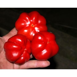 Seeds Pimiento Sweet Pepper 30 Seeds for Planting Capsicum annuum Spanish Pepper Annual Indoors and Outdoors Growing