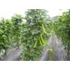 MOCCUROD 15pcs Winged Pea Seeds Four Angled Bean Dragon Bean
