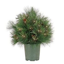 HGTV Home Collection Pre Lit Artificial Christmas Shrub Planter Filler, Mixed Branch Tips, Decorated with Pinecones, Battery Powered, 26 Inches