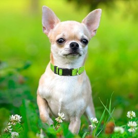 Taglory Reflective Adjustable Dog Collars for Puppy Small Medium Large Dogs, Thin Nylon Webbing and Quick Release Plastic Buckle(Green, XSmall)