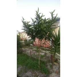 Plum 2 Rooted 6-8" Live Plans Japanese Plum Edible Fruit Organic Tree Leave Tea