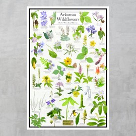 Where's Wildlife Arkansas Wildflowers Poster - Native Woodland Blooms - Educational Science Chart of Arkansas Flowers (24" x 36")