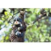 garden mile Novelty Cat Garden Animal Tree Peeker Novelty Garden