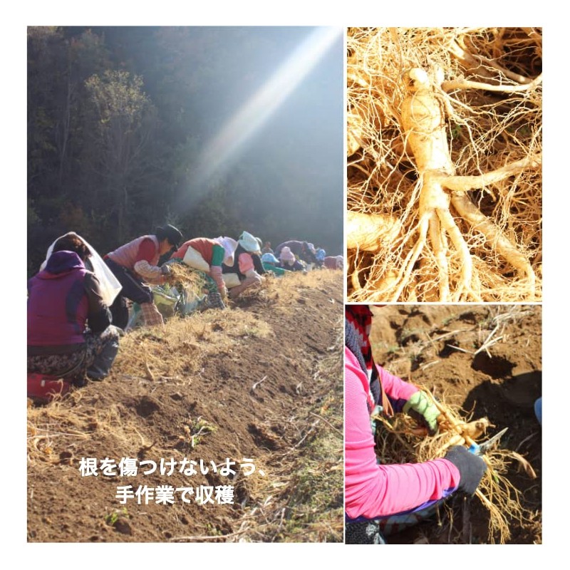 Ginseng Dried Sliced Trial 0.5 oz (15 g), Made in