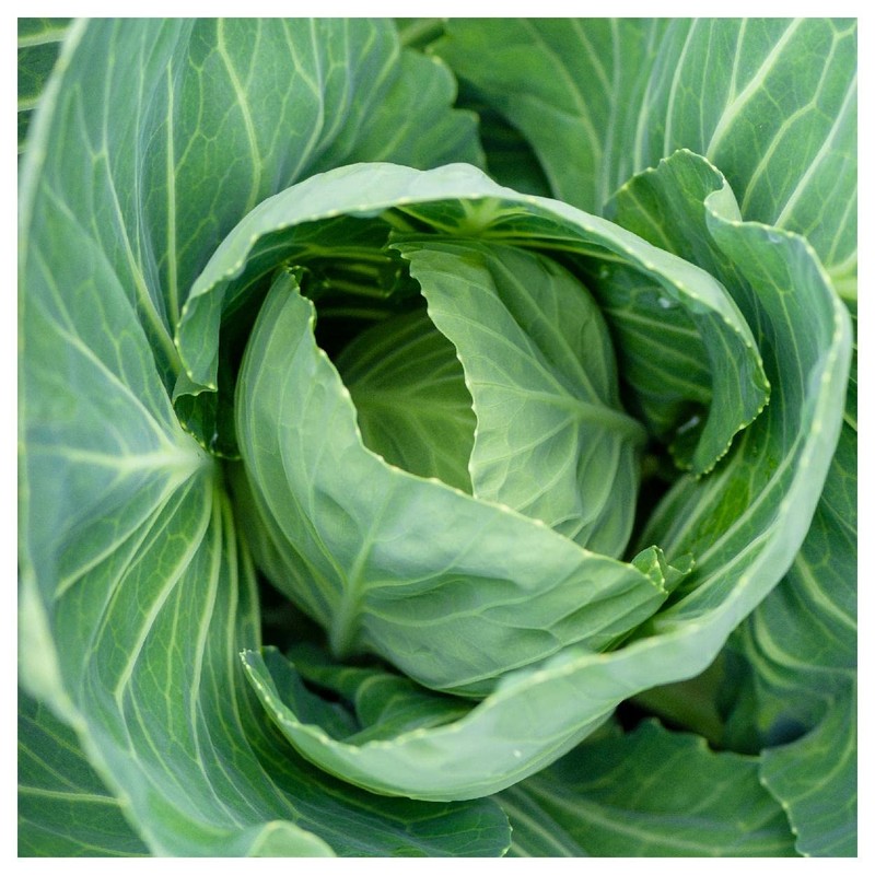 Everwilde Farms - 1000 Vates Collard Seeds - Gold Vault
