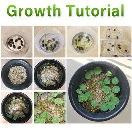 60pcs Mix Bonsai Lotus Seeds for Planting in Water Bowl Lotus Seed Water Lilys Flower Plant for Ponds and Gardens