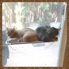All Around 360° Sunbath and Lower Support Safety Iron Cat