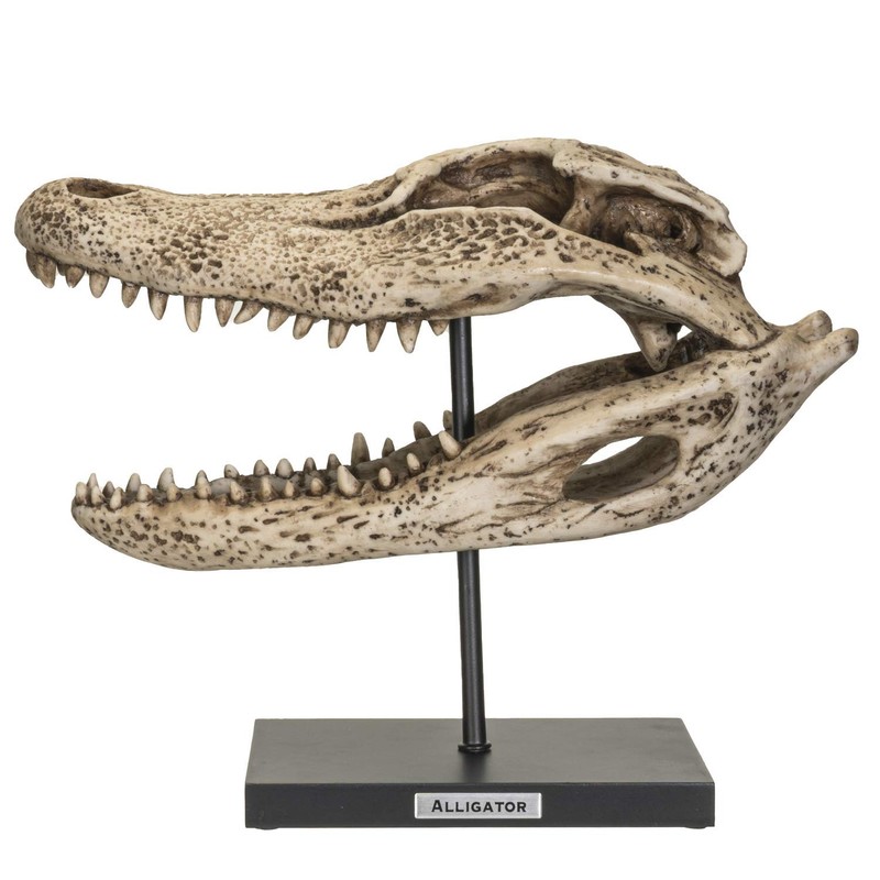 SUMMIT COLLECTION Polystone Alligator Skull Replica Model On Stand with