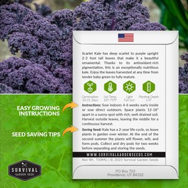 Scarlet Kale Seeds for Planting - 1 Packet with Instructions to Plant Edible & Ornamental Kale Vegetables in Your Home Food Garden - Non-GMO Heirloom Variety Purple Kale Seeds - Survival Garden Seeds
