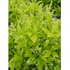 Proven Winners - Deutzia gracilis Chardonnay Pearls (Chardonnay Pearls Deutzia)
