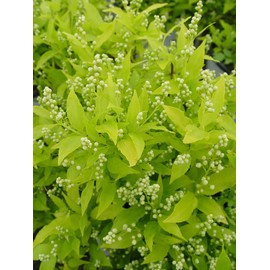 Proven Winners - Deutzia gracilis Chardonnay Pearls (Chardonnay Pearls Deutzia) Shrub, white flowers, #2 - Size Container