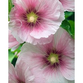 25 Blush Hollyhock Seeds Perennial Flower Garden Seed Flowers Seed Flower