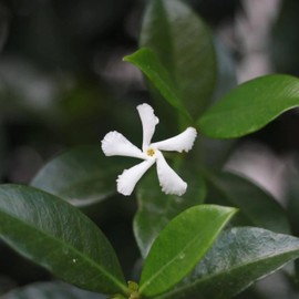 Aromatics International Simply Jasmine Essential Oil Blend 10ml Roll On