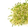 Sandwich Booster Sprouting Seeds, Mumm's | Large Size: 250 Grams