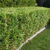 Fernleaf Bamboo – Bambusa Multiplex ‘Fernleaf’ – 4 Feet Tall