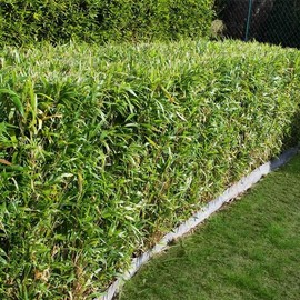 Fernleaf Bamboo – Bambusa Multiplex ‘Fernleaf’ – 4 Feet Tall Now - 1 Gallon Size- Non Invasive