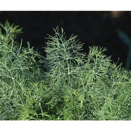 David's Garden Seeds Herb Dill Fernleaf 9241 (Green) 200 Non-GMO, Heirloom Seeds