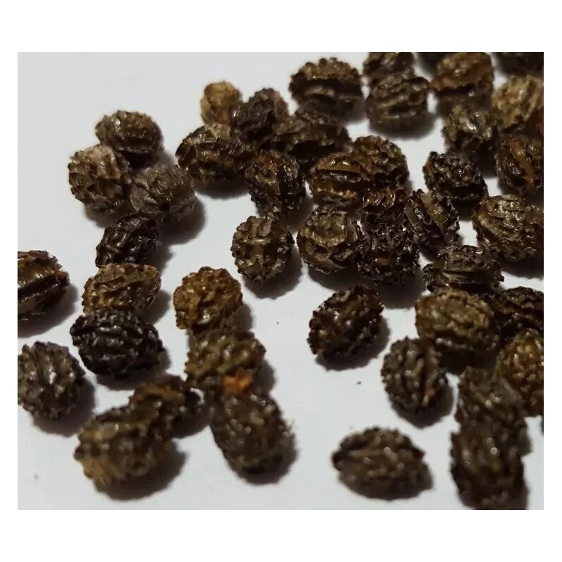 trustin G form Papaya fruit tree 100 + seeds