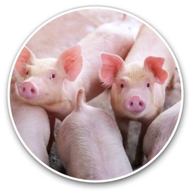 2 x 30cmVinyl Stickers - Cute Pink Pig Farm Animal Decals for Car Van Luggage Scrap Book Fridge #2325