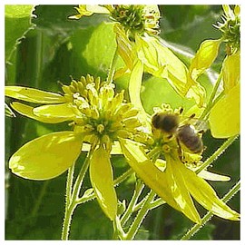 Everwilde Farms - 400 Wingstem Native Wildflower Seeds - Gold Vault Jumbo Seed Packet
