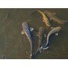 Evergreen Farm and Garden 50 lbs Catfish Food 32% Protein