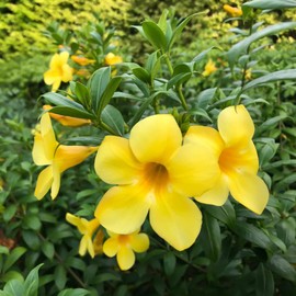 Trumpet Vine Seeds Campsis Radicans, Trumpet Creeper Attracts Hummingbirds Deer Resistant Trellises Fences Arbors Outdoor 12Pcs Flower Seeds by YEGAOL Garden