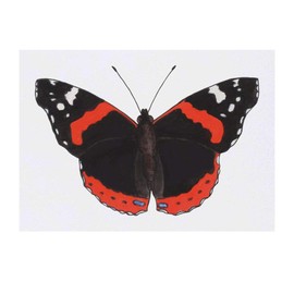 'Red Admiral Butterfly' Temporary Tattoo - Water Resistant, Skin-Safe, Non-Toxic Transfer (TO00028735)