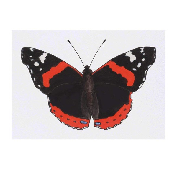 'Red Admiral Butterfly' Temporary Tattoo - Water Resistant, Skin-Safe, Non-Toxic