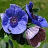 Fresh 2,000 CYNOGLOSSUM CRETICUM Seeds "Blue Hound's Tounge" Bulk Annual