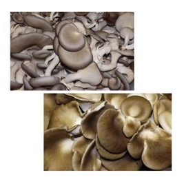 Oyster Mushroom Growing Kit ~ Easy to Grow Your Own FRESH Mushrooms!