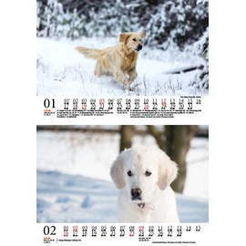 Hundezauber Golden Retriever DIN A5 Calendar for 2025 Puppies and Dogs Seelenzauber
