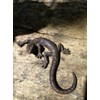 Antikas Salamander Decoration, Gecko Decoration, Letter Weight Made of Cast