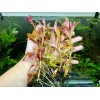 Unbranded Vietnamese Rotala (Rotala Vietnam) Bunch